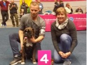 Dortmund, Tyskland 17.10.2015 - VHD Bundessieger utstilling - VDH Tysk kennel klubb - Sehr gut 