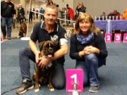 Dortmund, Tyskland 18.10.2015 - International utstilling - VDH Tysk kennel klubb - Herbst Jugensieger 2015