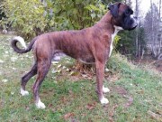Mo i Rana 04.10.2015 - Norsk Schäferhund klub - Gjennomført MH