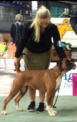Libelle av Boxerhuset 181015