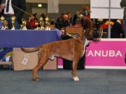Dortmund, Tyskland 17.10.2015 - VHD Bundessieger utstilling - VDH Tysk kennel klubb 
