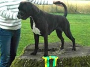 Druskininkai, Litauen 09.08.2015 - International Dog Show Druskininkai - 2015