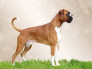 Hamar 18.10.2015 - Norsk Kennel Klub Norsk Vinnerutstilling - Cert - Norsk Juniorvinner 2015