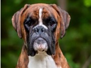 Poznan, Polen 08.11.2015 - Polsk Winner - CAC, Res Cacib, Polsk UtstillingsChampionat