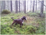 Askim 01.11.2015 - Indre Østfold Hundeklubb - NBF Spor D - Godkjent