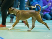 Rakkestad 28.11.2015 - Rakkestad Hundeklubb - BIS 4 Valp