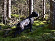 Midt-Telemark 12.05.2016 - Nome Jeger- og Fiskeforening - Norsk Viltsporchampion