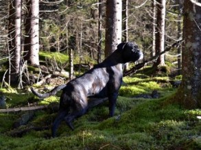 Handler's Pralin 1911 og 0511 2015 Original