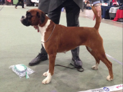 Årets mestvinnende boxer på NKK-utstillinger 2015 - N UCH NORDV-14 NV-13 EUW-15 NV-15 Libelle Av Boxerhuset