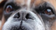 Boxerseminar februar 2016 BN_versjon