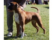Hamar 18.10.2015 - Norsk Kennel Klub Norsk Vinnerutstilling - Res. Cert - Norsk Juniorvinner 2015