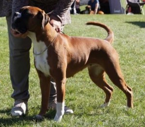 Kronion's Dixi Darling 10.5 md 2015