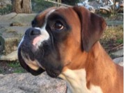 Lillehammer 13.08.2016 - Norsk Kennel Klub - 2.BTK, R.CACIB