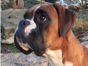 Herning, Danmark 01.11.2015 - Dansk Kennel Klub - Cert, Dansk juniorvinner