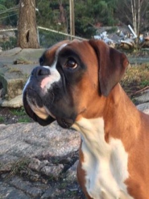 Kronion's Dixi Darling 14 md