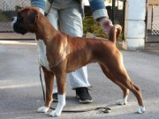 Herning, Danmark 31.10.2015 - Dansk Kennel Klub - Cert, 2BTK