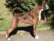 Herning, Danmark 01.11.2015 - Dansk Kennel Klub - Dansk Veteranvinner