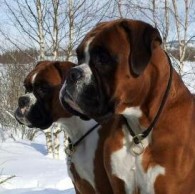 Boxerhuset oppdretter januar 2016