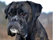 Bø i Telemark 21.02.2016 - Norsk Kennel Klub - CACIB