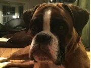 Fetsund 14.04.2016 - Fet og omegn Hundeklubb - RIK ferdselsprøve