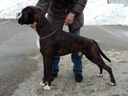 Kristiansand 12.03.2016 - Norsk Kennel Klub - BIR