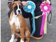 Varhaug, Hå 19.03.2016 - Norsk Miniatyrhundeklubb - BIG 2 Valp