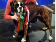 Kristiansand 12.03.2016 - Norsk Kennel Klub - Cert, Res.Cacib, Norsk Utstillingschampion
