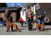 Bergen 16.04.2016 - Norsk Boxerklubb avd. Hordaland - BIR og BIM