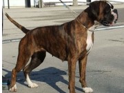 Bergen 17.04.2016 - Norsk Kennel Klub - 2BTK, CACIB