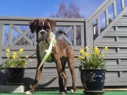 Varhaug, Hå 19.03.2016 - Norsk Miniatyrhundeklubb - BIM Valp