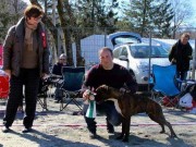 Bergen 16.04.2016 - Norsk Boxerklubb avd. Hordaland - BIM Valp
