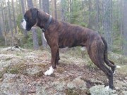 Bergen 17.04.2016 - Norsk Kennel Klub -  Cert, CACIB