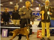 Bergen 17.04.2016 - Norsk Kennel Klub - BIR