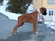 Bergen 16.04.2016 - Norsk Boxerklubb avd. Hordaland - BIR Valp