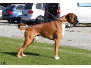 Ålesund 07.05.2016 - Norsk Kennel Klub - Cert, Norsk Utstillingschampion