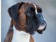 Recklinghausen, Tyskland 12.11.2016 - Boxergruppe Recklinghausen - Herne/Boxer - Klubb E. V Sitz München - ZTP, Tysk avlskåring
