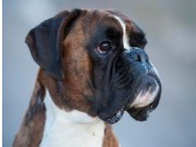 Recklinghausen 19.11.2016 - Boxergruppe Recklinghausen - Herne/Boxer - Klub E. V Sitz München - Prøver til IPO1