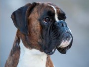 Split, Kroatia 28.07.2016 - Croatian Kennel Club - National Split - CAC (Cert)