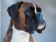 Split Kroatia 30.07.2016 - Croatian Kennel Club - CAC (Cert)