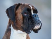 Lerum, Sverige 03.06.2017 - Svenska Boxerklubben VLO - 2BHK Res.CERT