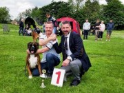 Vejle, Danmark 28.05.2016 - Dansk Boxerklubb, Boxergruppe Vejle - Klubb Championat
