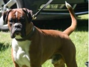 Snekkevik 30.04.2016 - Kragerø Hundeklubb - Mentalbeskrivelse - MH..