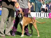 Drammen 04.06.2016 - Norsk Kennel Klubb - BIR Valp