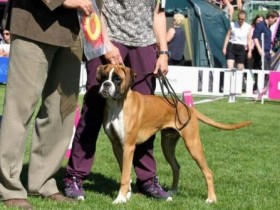 Birkeboxer Othello 040616