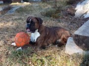 Kristiansand 26.05.2016 - Norsk Schæferhund klubb avd. Agder - Bronsemerkeprøve