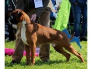 Årets utstillingsboxer 2016 er avgjort