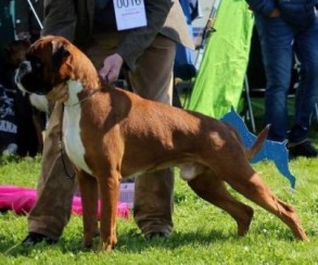 Saiko Av Miraculix 2016
