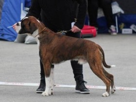 Horseboxers Scott 110616 Salten