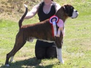 Bodø 12.06.2016 - Meløy Hundeklubb - Cert 2.BHK