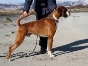 Bodø 12.06.2016 - Meløy Hundeklubb - BIR